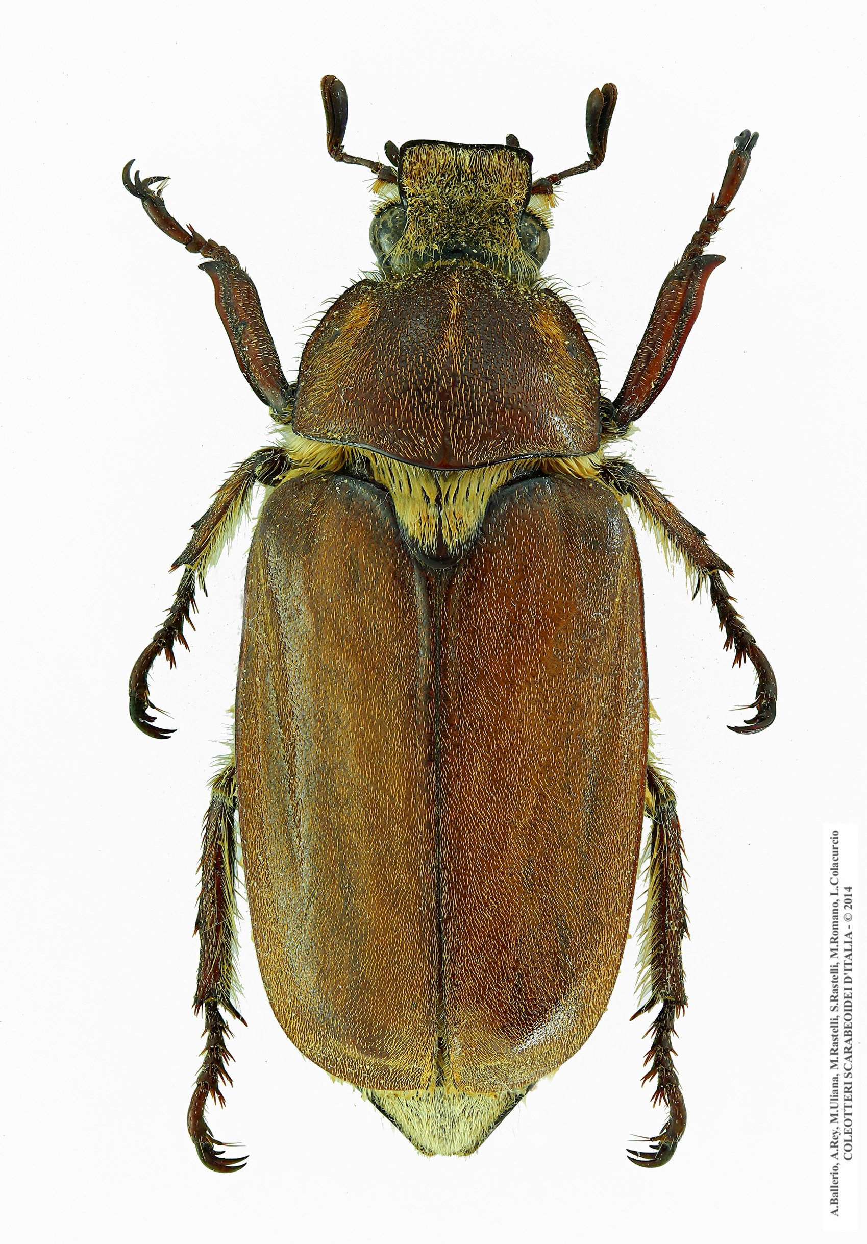 Anoxia villosa villosa, maschio